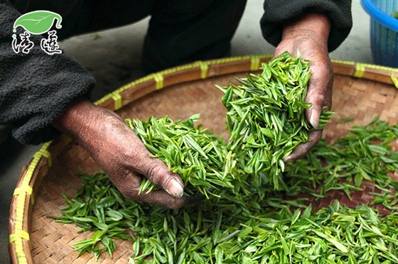 普洱茶工艺制作过程