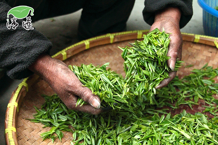 普洱茶工艺制作过程