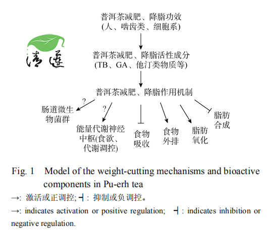 普洱茶真的能减肥吗？清莲普洱茶晶